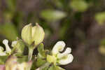 Largeflower milkweed